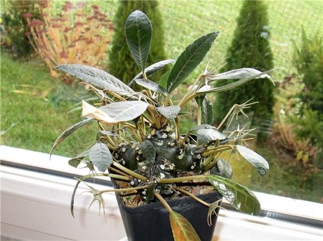 Dorstenia foetida